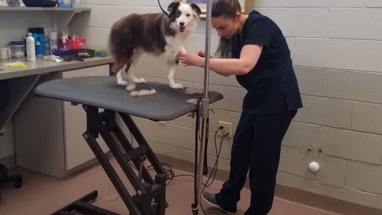Top Groomers