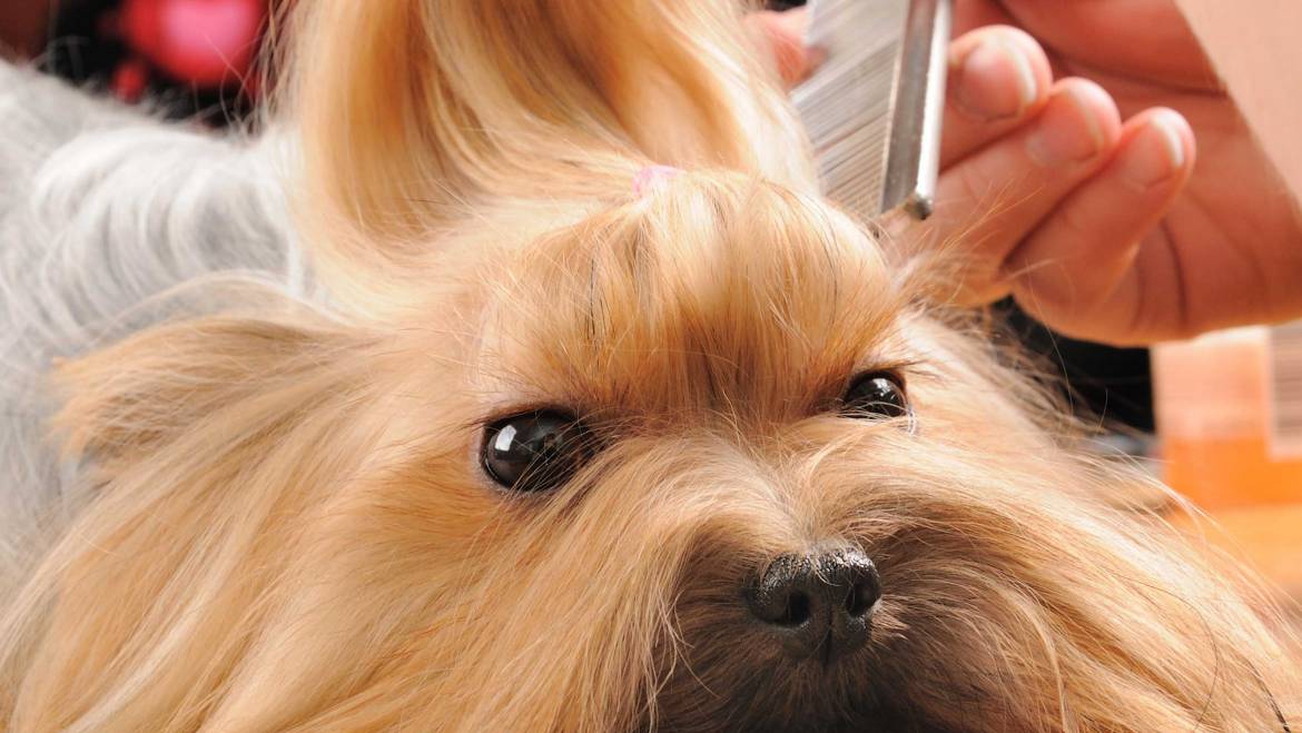 Trendy Hairstyles For your Dog
