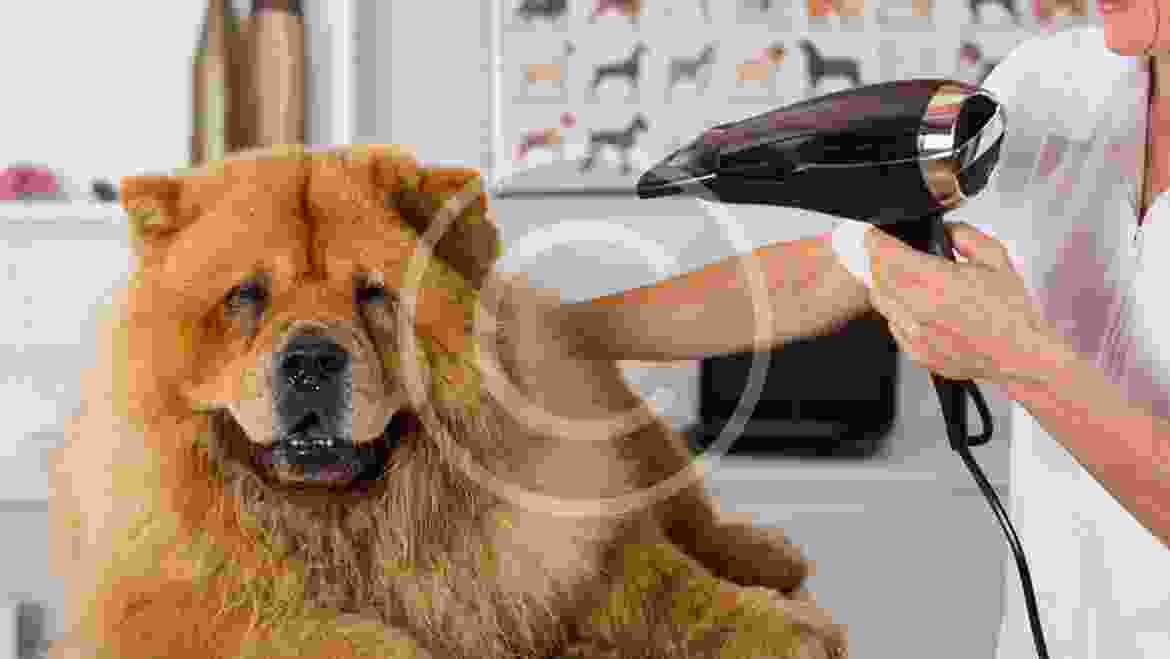 10 Ways Your Dog Is Training You for Parenthood