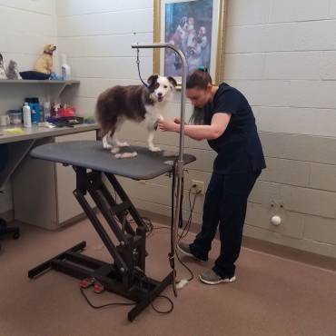 Top Groomers