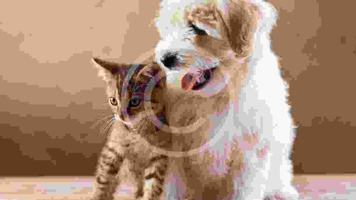 Are Two Pets Better Than One?