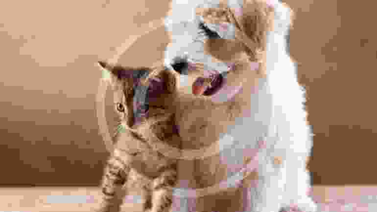 Are Two Pets Better Than One?