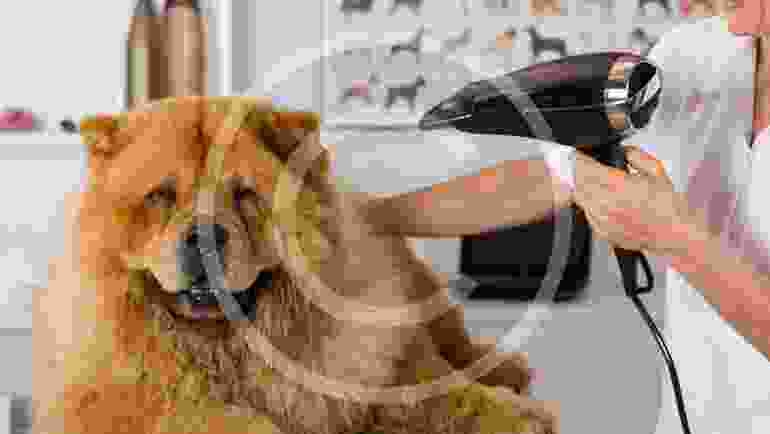 10 Ways Your Dog Is Training You for Parenthood