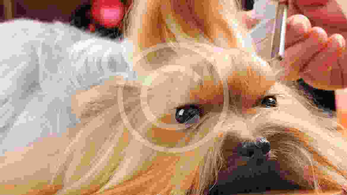 How to Make your Pet Love Vet Visits