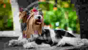 Can Dogs See Colors?