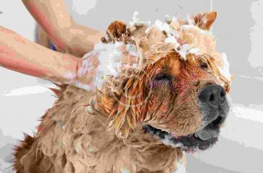 8 Tips for Taking the Perfect Photo of Pet