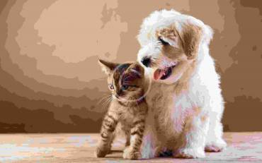 Is Cat Hair Becoming a Nuisance?