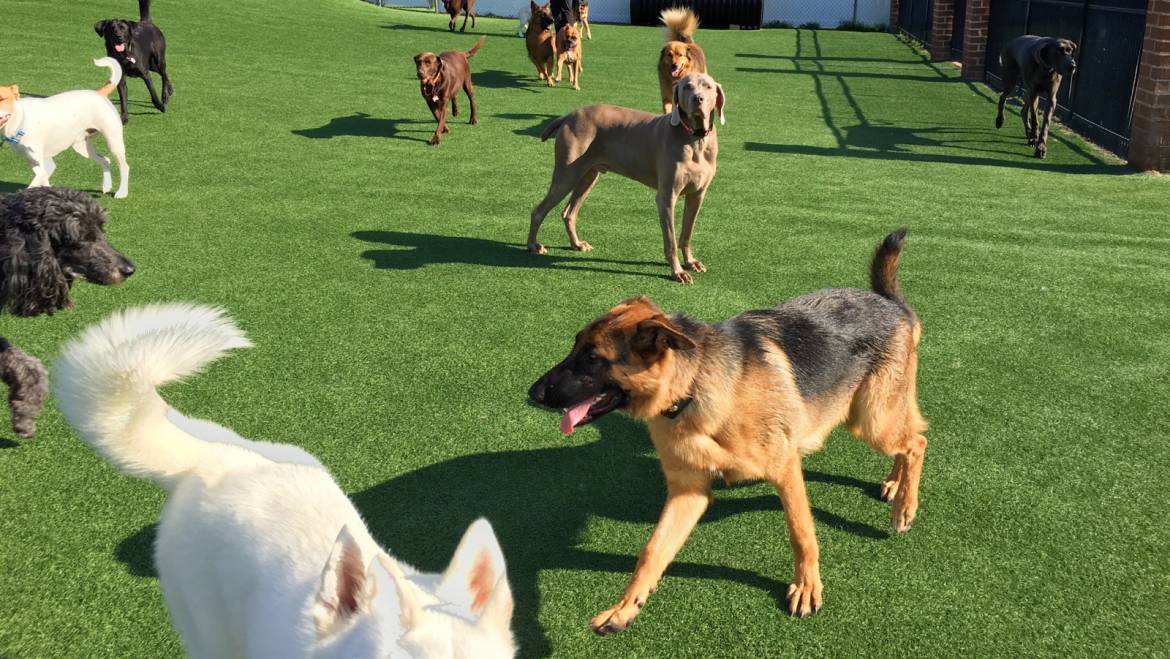 Dog Boarding