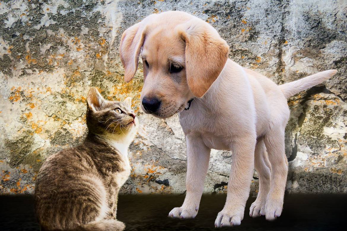 animals-2198994_1920.jpg