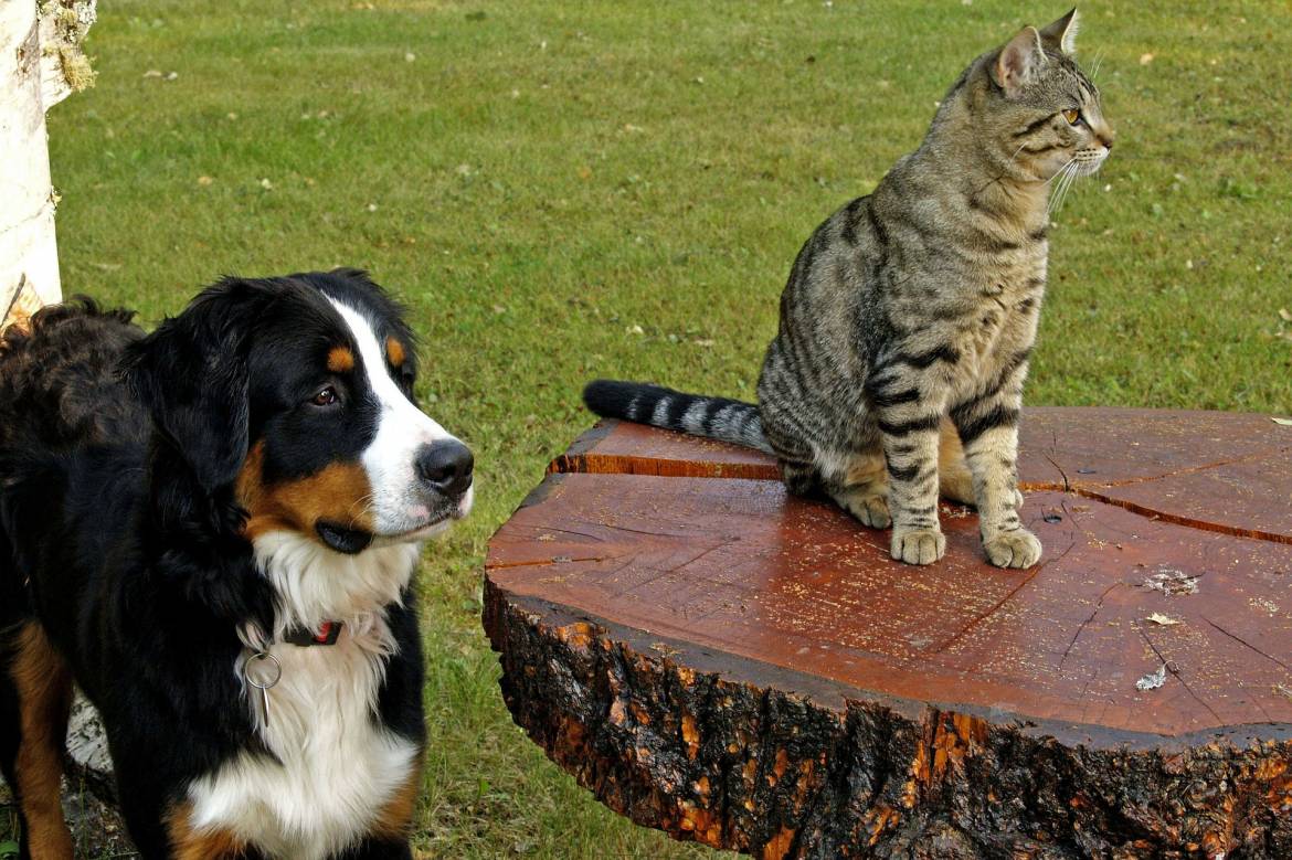 bernese-mountain-dog-111878_1920.jpg